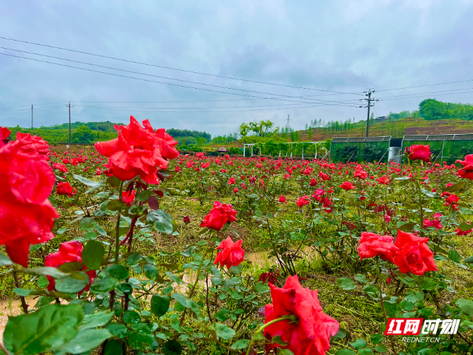 “南法风情”邂逅东方诗意！珠晖区金甲玫瑰园邀你共赴一场春日浪漫盛宴