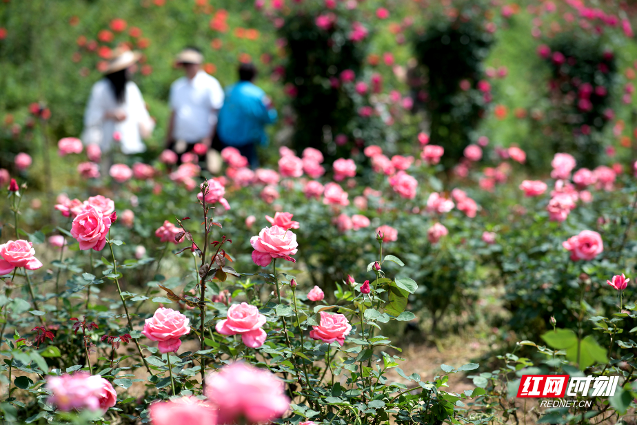 组图∣珠晖区金甲玫瑰园：这里是春天的放映厅，随手定格每一帧都绝美