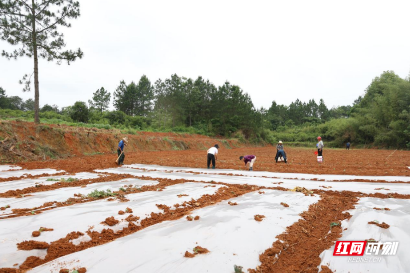 衡山萱洲:山地黄泥栽种“网红瓜” 甜蜜产业赋能乡村振兴