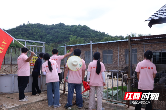 暑假“三下乡”|碧草养好藏香猪，衡师青年同心助农兴
