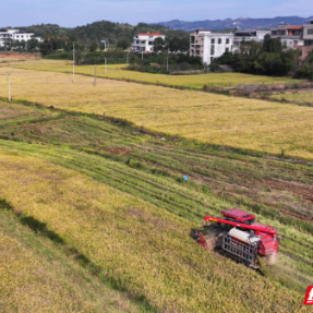 农民丰收| 湖南常宁：抢收晚稻 颗粒归仓