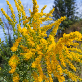 南岳:持续清除加拿大一枝黄花 坚决捍卫生态安全防线