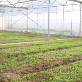 衡山:辣椒种植开启“穴盘+土壤”双模式 解锁丰产新路径