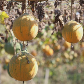 衡阳县:瓜蒌长成“黄金果” 特色产业促增收