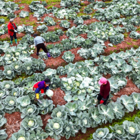 组图|湖南祁东:采收蔬菜 供应市场