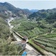 常宁塔山瑶族乡全力护航“塔山茶”高质量发展