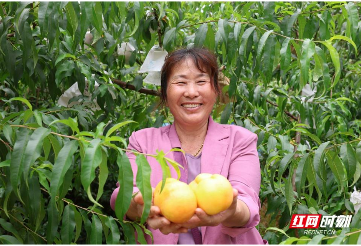 衡山：油桃上市 共赴初夏“甜蜜之约”