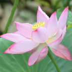 衡阳：荷韵悠悠入画来