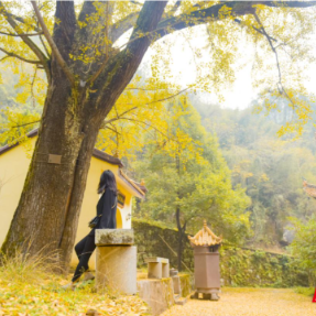 守护“绿色活化石”：衡阳县为865株古树名木“延寿”焕新