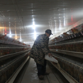 衡阳县:发展蛋禽产业,助力乡村振兴