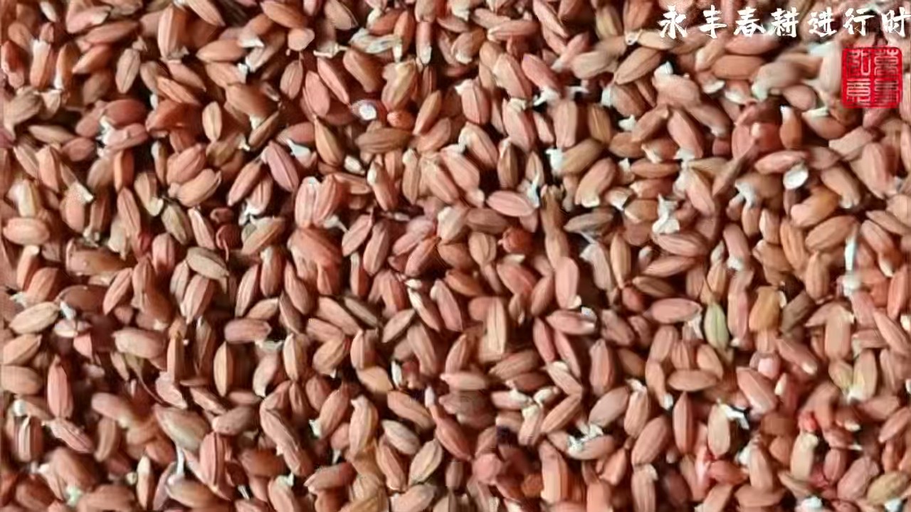 衡山县长江镇早稻生产现场观摩会