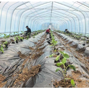 蒸湘区：科技赋能，品牌引领，绘就蔬菜产业新篇章