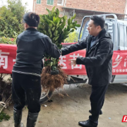 南岳区:送苗下乡添新绿 生态惠民助振兴