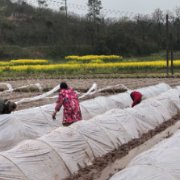 衡南:多措并举保春耕 分类耕种不抛荒
