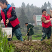 衡山县东风社区:党员志愿者助播早稻 连续六年护航春耕生产
