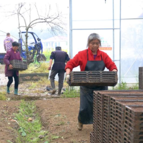 衡山:全自动播种机“显身手”2天完成1.5万盘早稻育秧