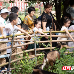 马力“衡”足｜浩德盛农业：铆足“牛劲”起好步 奋蹄扬鞭“农业+”