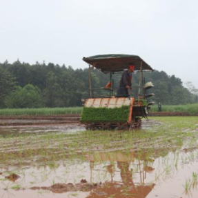 人欢机鸣春插忙 衡阳县种粮大户早稻生产见闻
