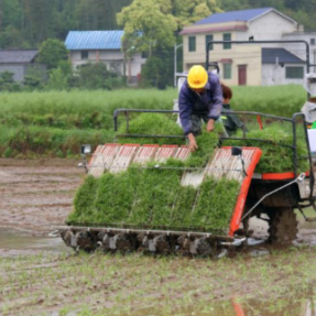 农机轰鸣忙插秧！衡山县17.63万亩早稻抢农时、提效率，田间奏响春耕“奋进曲”
