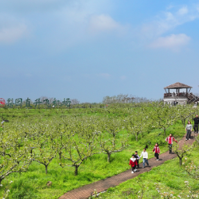 组图|衡阳市珠晖区:最美人间四月天 梨园春假踏青来