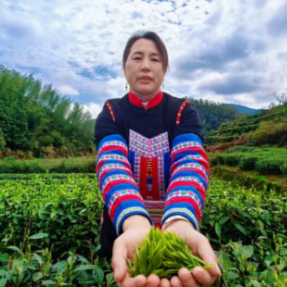 湖南常宁：资源聚合 科技赋能 “金叶子”托起瑶乡振兴梦