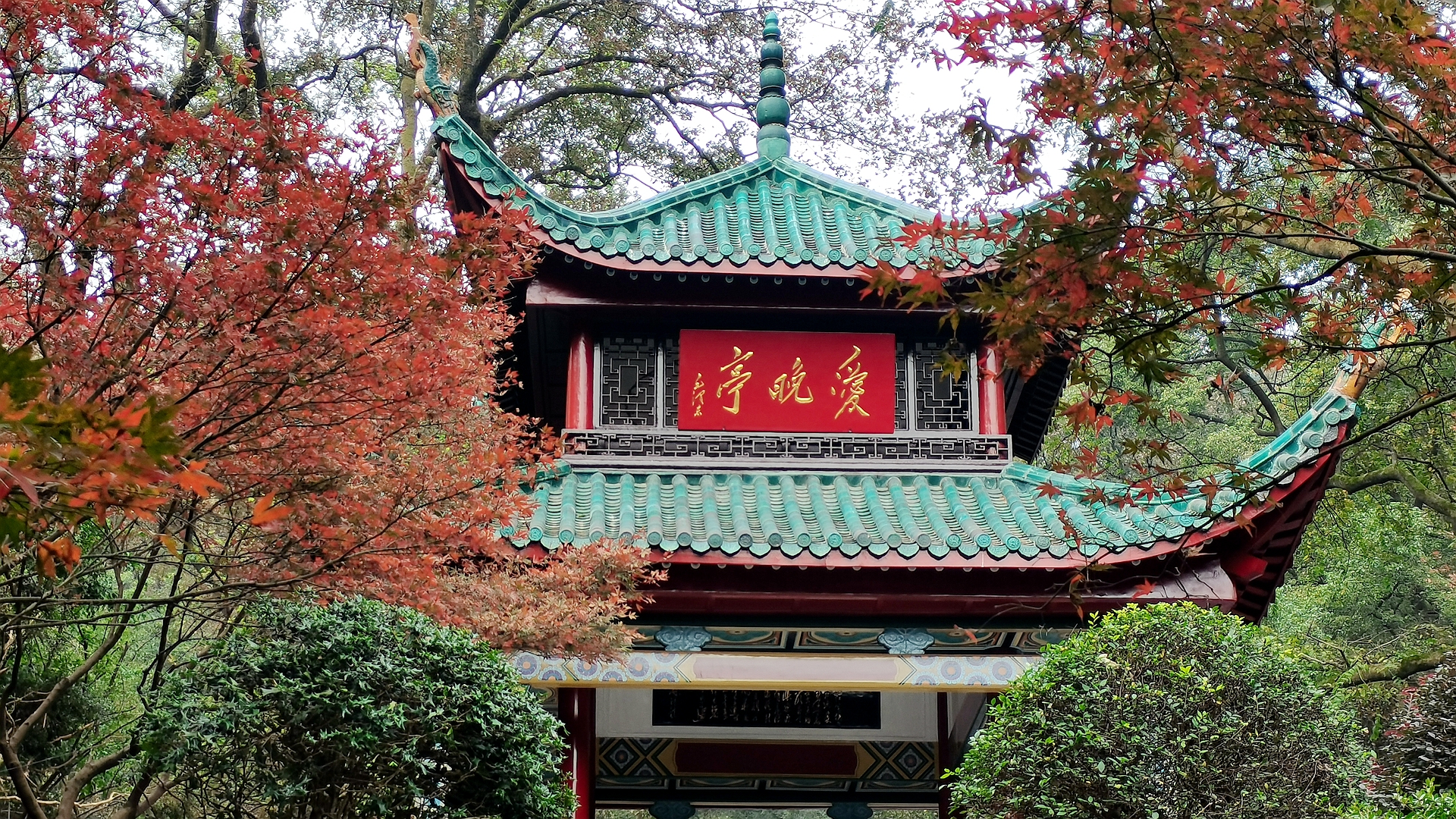 所有人：麓山红枫节开幕，长沙岳麓山的枫叶红了！