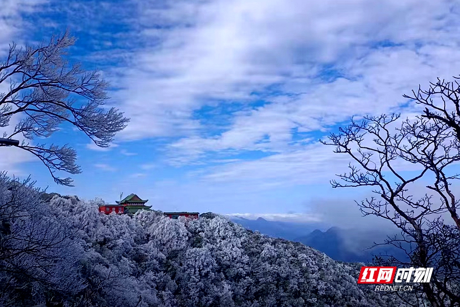 红网时刻11月8日讯（记者 戴科 通讯员 谷林）今日，莽山五指峰景区迎来了立冬后的首场雾凇，银装素裹、美轮美奂， 亲临期间，仿如仙境。莽山五指峰景区位于中国最南的雪线上，特殊的地理环境及丰富的植被让云海、雾凇美景成为“常客”，遇之，令人赏心悦目。