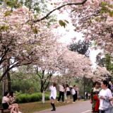 提前预约 ！清明假期湖南省植物园每日限流3万人