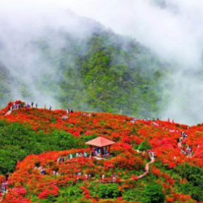 乘直升机空中赏万亩花海！大围山杜鹃花节4月20日启幕