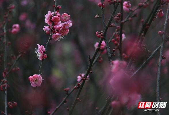 梅花盛放，湖南省植物园“冬之韵”赏花季来了