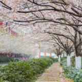 倒计时2天丨春风又落樱花雨，想把这里的美景告予你知