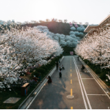 赴春天之约 云上觅春·晚安樱花节浪漫来袭