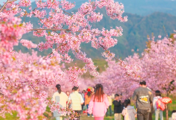 垄垄田园开出“樱花海” 郴州这个乡村的春天像童话