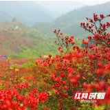 组图丨杜鹃正当红！浏阳大围山杜鹃花海进入最佳观赏期