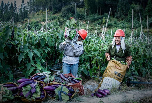 假如丰收有颜色？在通道县万佛山镇的茄农们眼里，它一定是紫色的