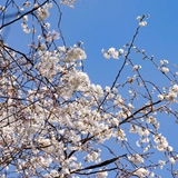 又是一年樱花季！长沙望月公园里山樱花盛开，美上了天