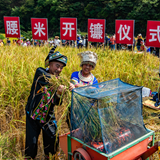 秋日“丰”景好！怀化芷江：侗乡梯田喜开镰