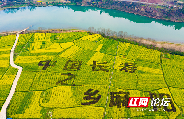 油菜花6.png 油菜花6.png