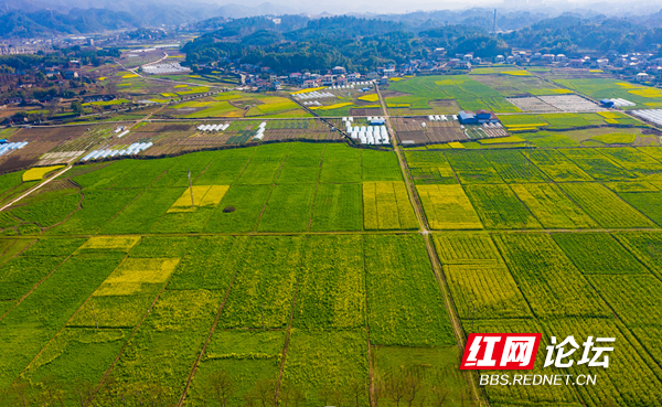 油菜花4.png 油菜花4.png