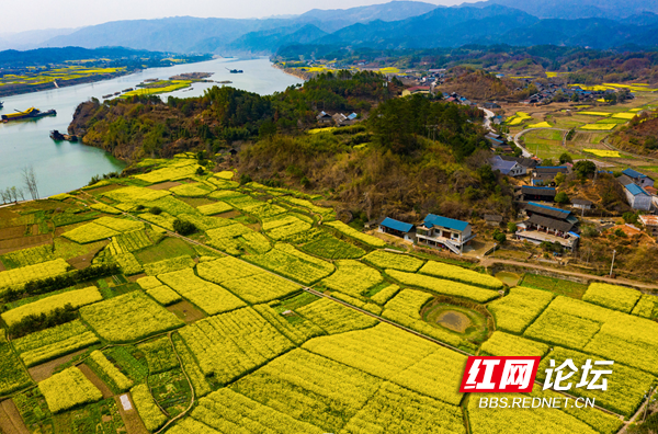 油菜花8.png 油菜花8.png