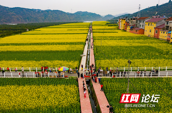 油菜花1.png 油菜花1.png