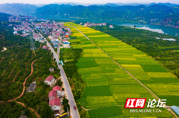 油菜花2.png 油菜花2.png