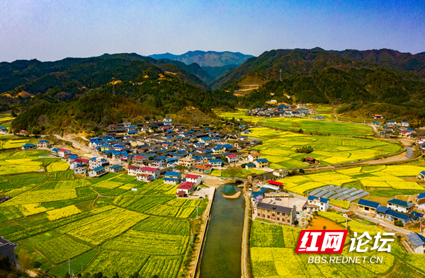 油菜花10.png 油菜花10.png