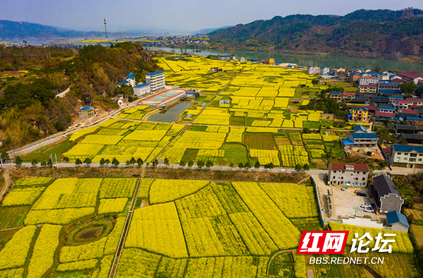 油菜花9.png 油菜花9.png