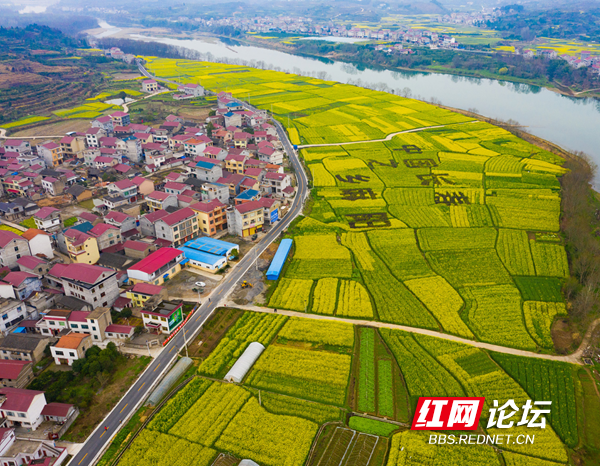 油菜花5.png 油菜花5.png