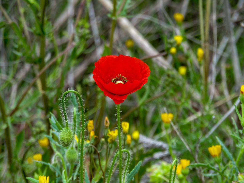 poppy-3346042_960_720.jpg poppy-3346042_960_720.jpg