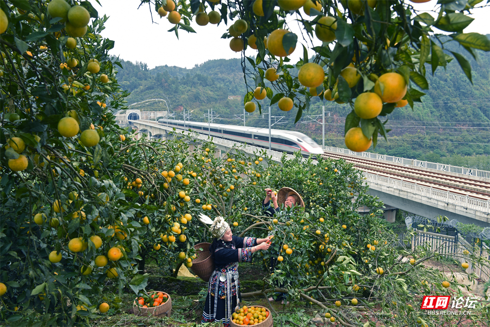 《苗乡金秋》粟登翔  摄.jpg