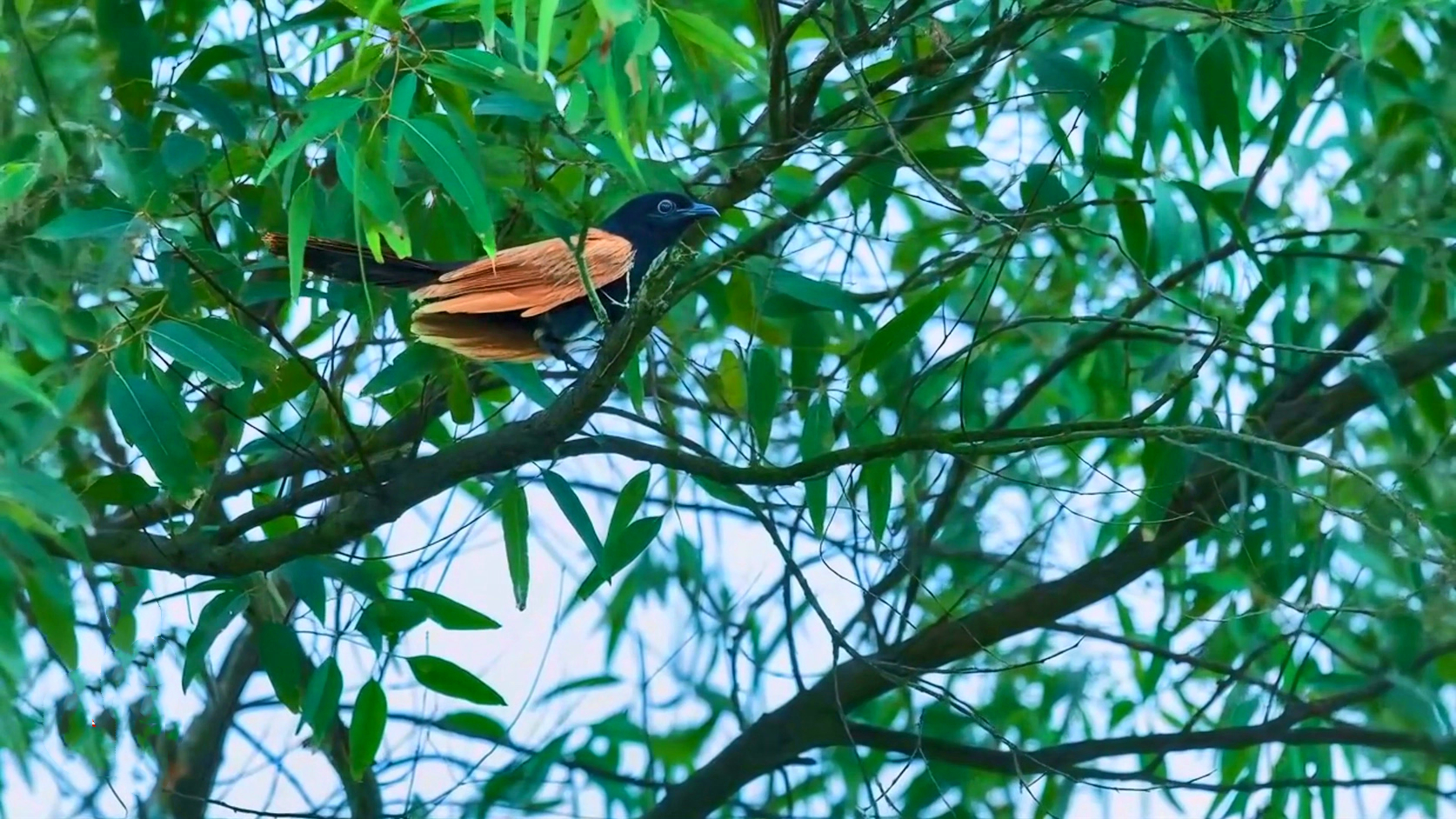 第15期 小鸦鹃 展示图.jpg