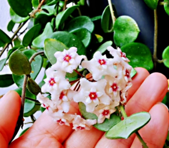 最美阳台丨春风十里不如你!我来晒晒小孙女的一亩三分地