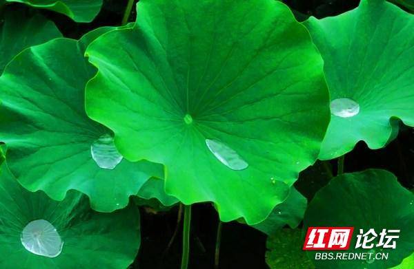 211812zpxsc0ivisvmli6r.jpg 211812zpxsc0ivisvmli6r.jpg